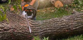 Trusted Russell, PA Tree Care  Experts