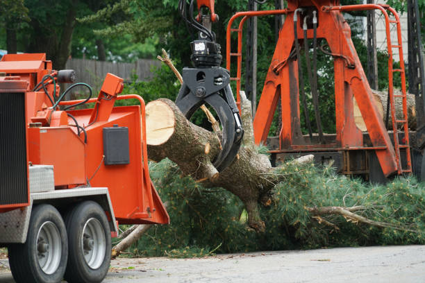 How Our Tree Care Process Works  in  Russell, PA